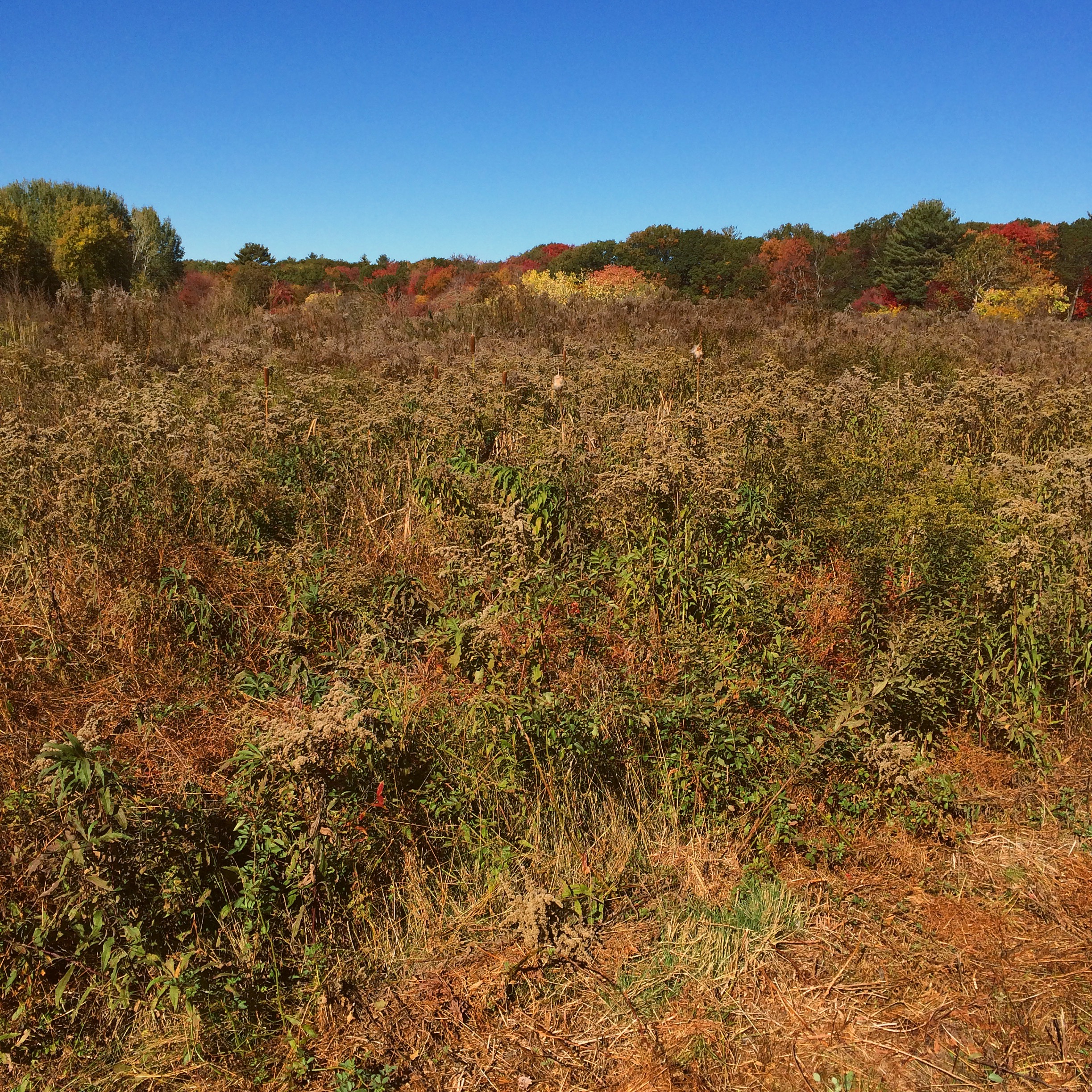 the changing colors of new england in autumn