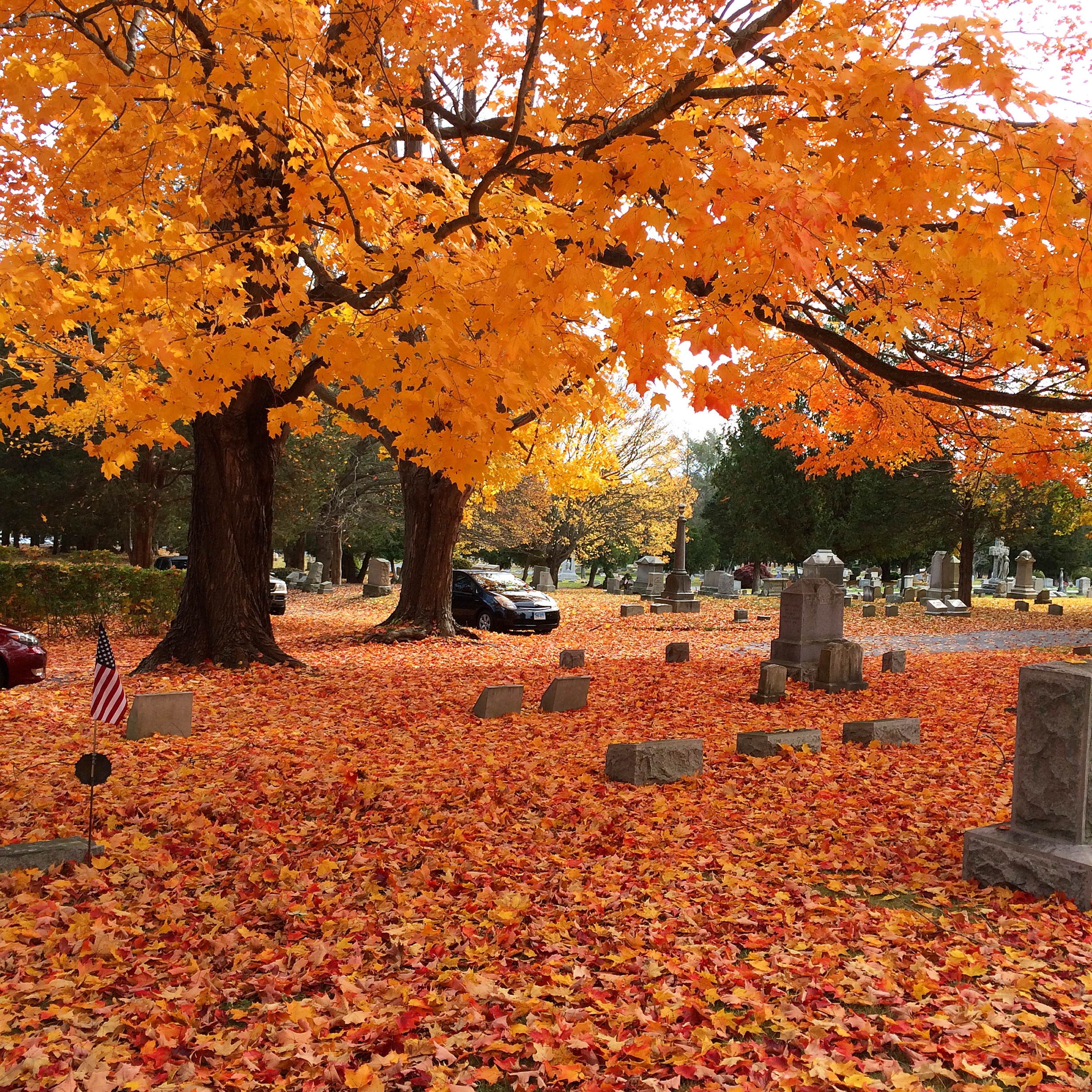 sugar maple foliage covers branches and ground in the graveyard