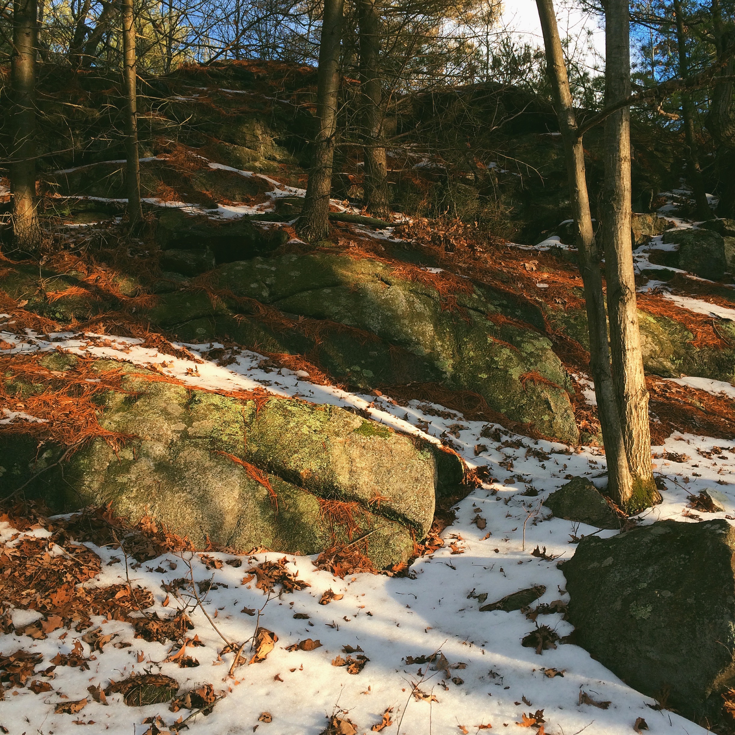 a New England forest lightly dusted with snow. Glacial boulders rear up from the autumn leaf-scattered ground and bare young trees sprout up amongst them. A blue sky and fluffy white clouds are visible behind the sparse pine trees.