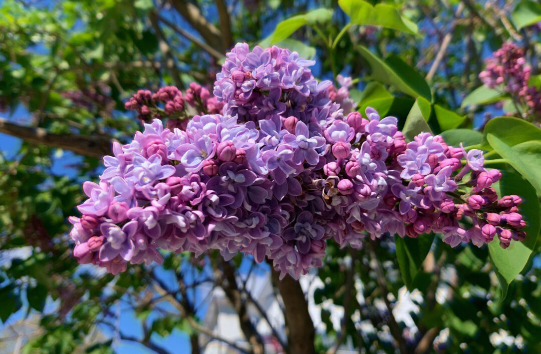 lovely purple lilac blossoms